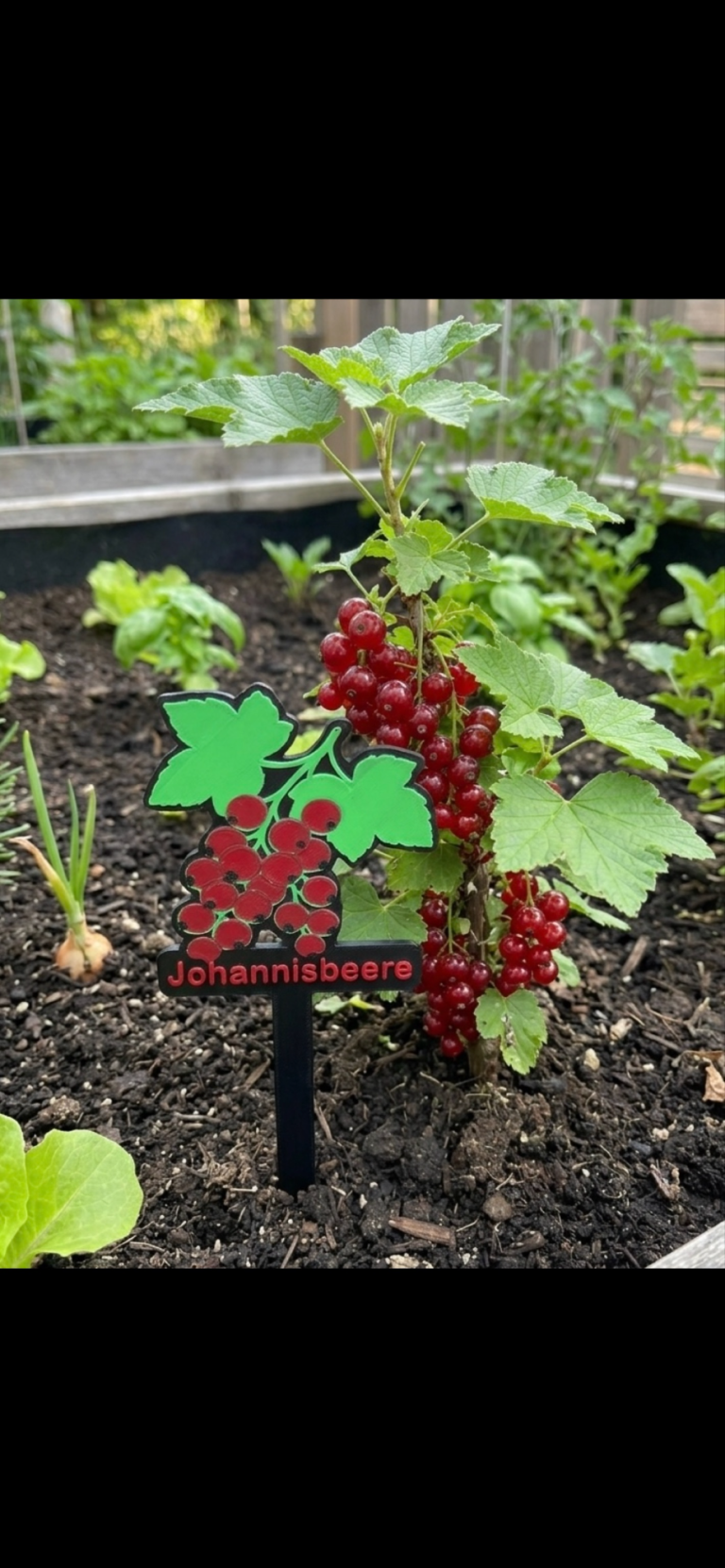 Rote Trauben mit grünen Blättern und einem beschrifteten Schild im Garten.