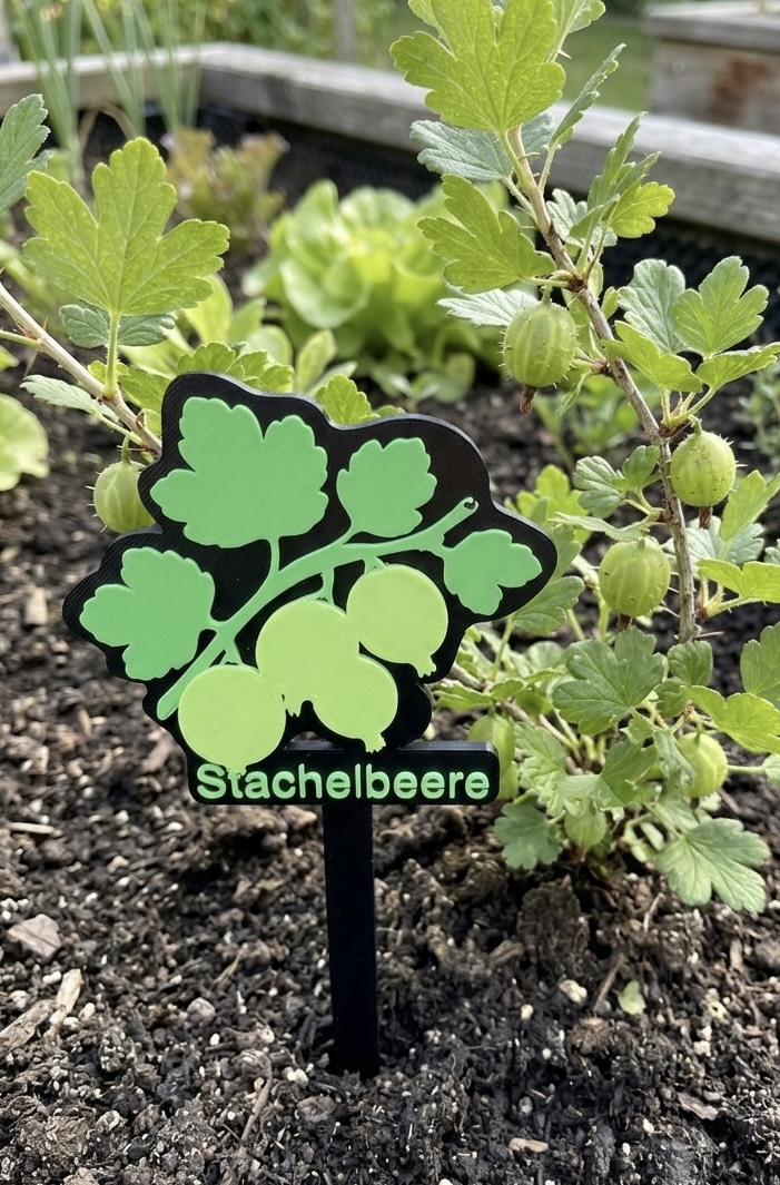 Schild mit der Bezeichnung „Stachelbeere“ vor einer Stachelbeer-Pflanze.